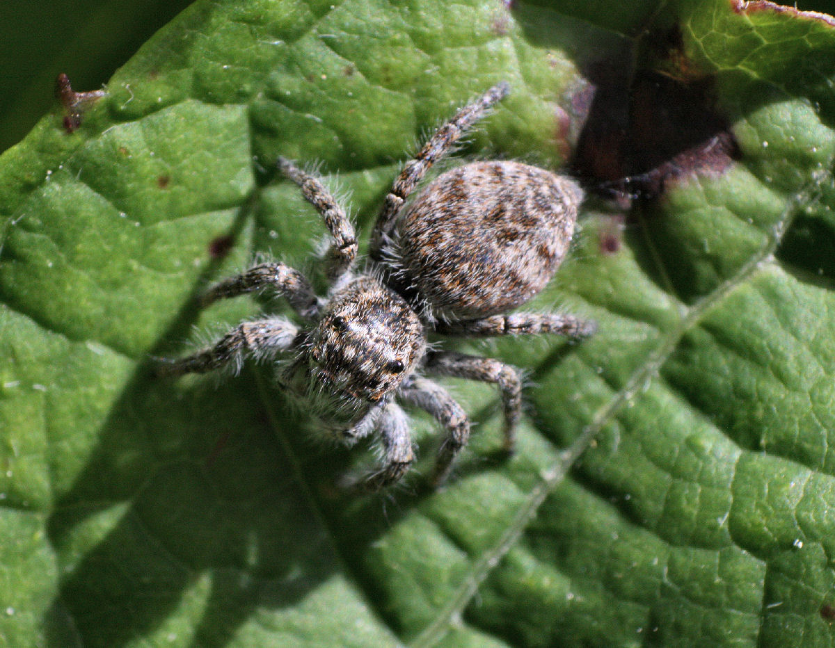 Philaeus chrysops - Lesmo (MB)